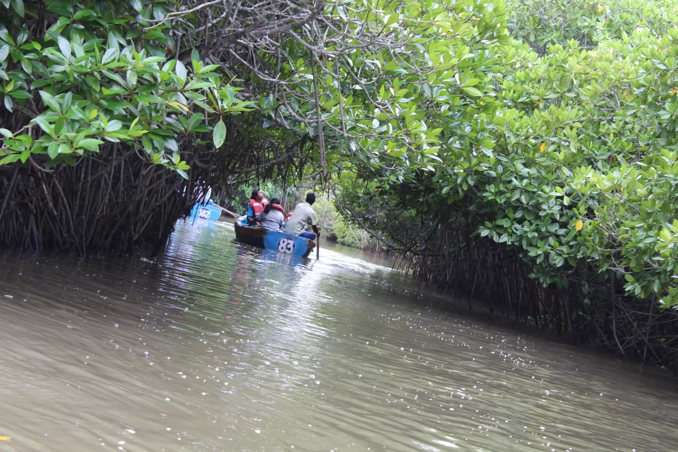 Photo of Pichavaram Mangrove Forest By řøhįťh ķűmăr