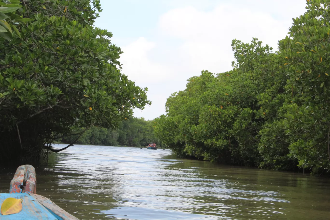 Photo of Pichavaram Mangrove Forest By řøhįťh ķűmăr