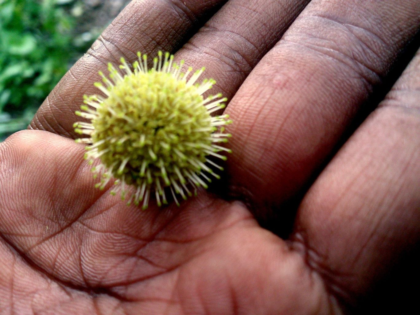 Photo of Jambhulmal, Sanjay Gandhi National Park, 18th August 2013 By Winnie Karnik