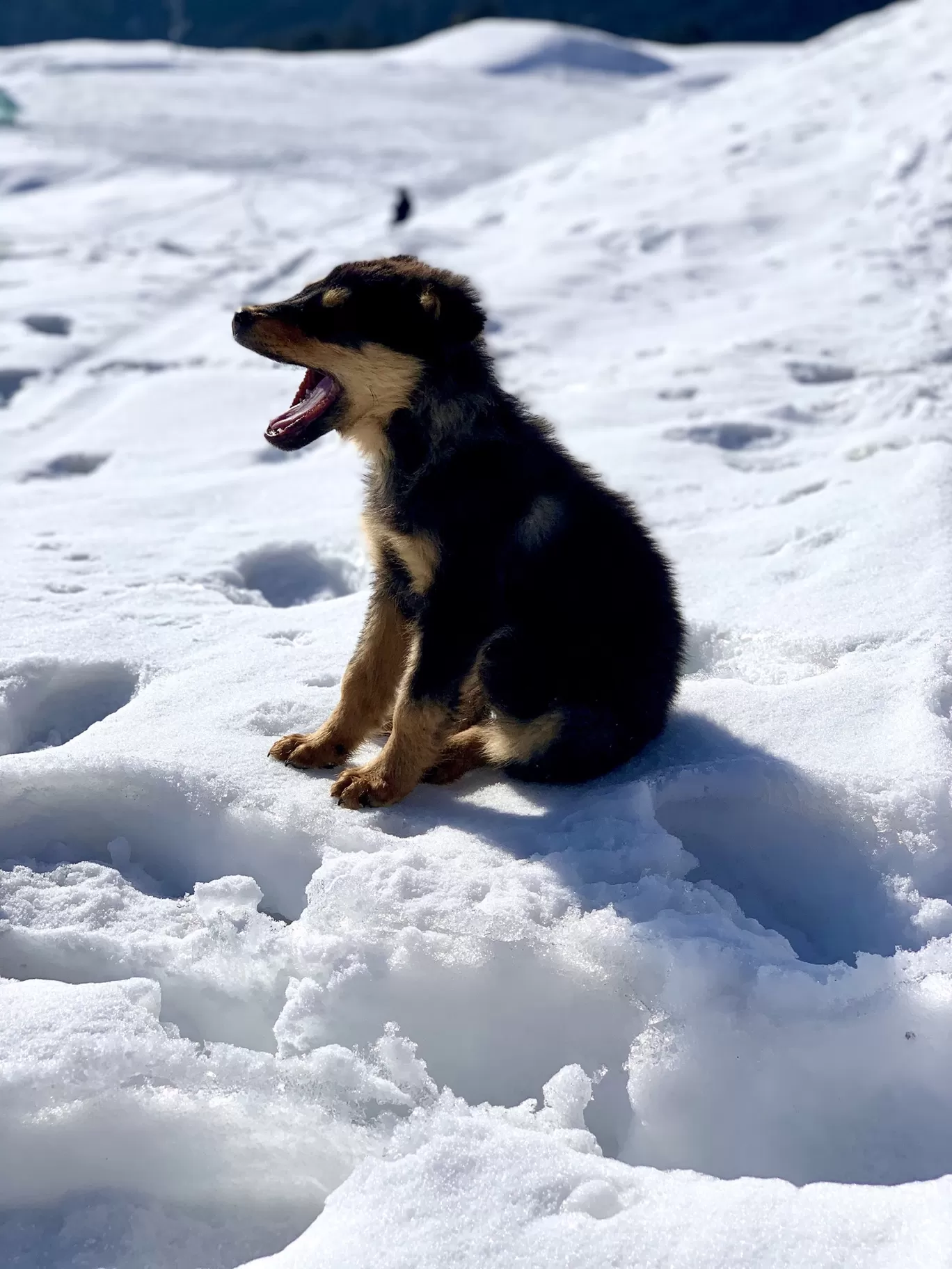 Photo of Auli By Sasi selvi 