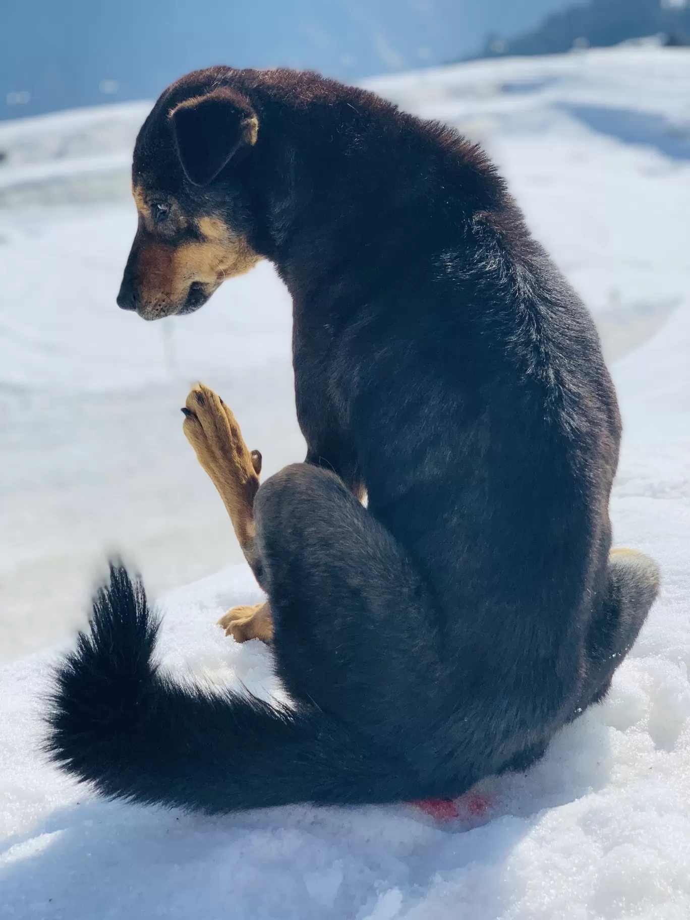Photo of Auli By Sasi selvi 