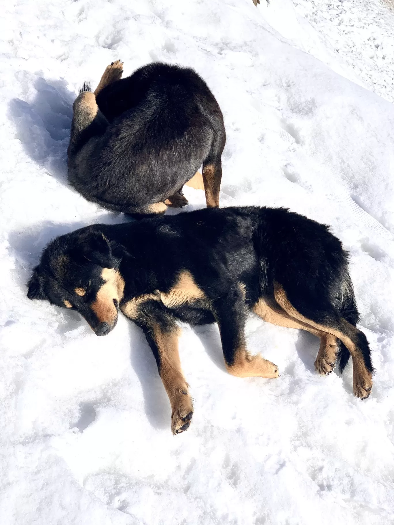 Photo of Auli By Sasi selvi 
