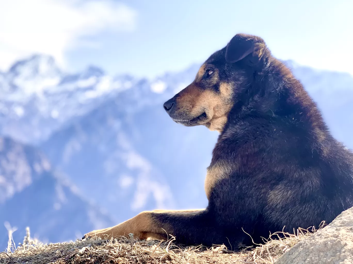Photo of Auli By Sasi selvi 