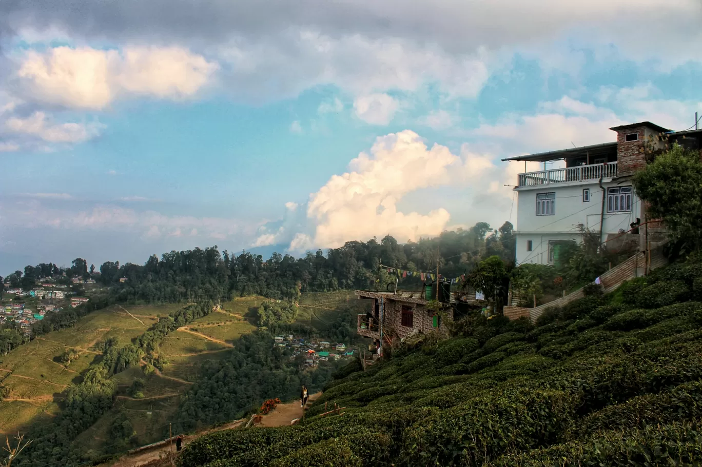 Photo of Darjeeling Tea Garden By Rakshanda Kadam