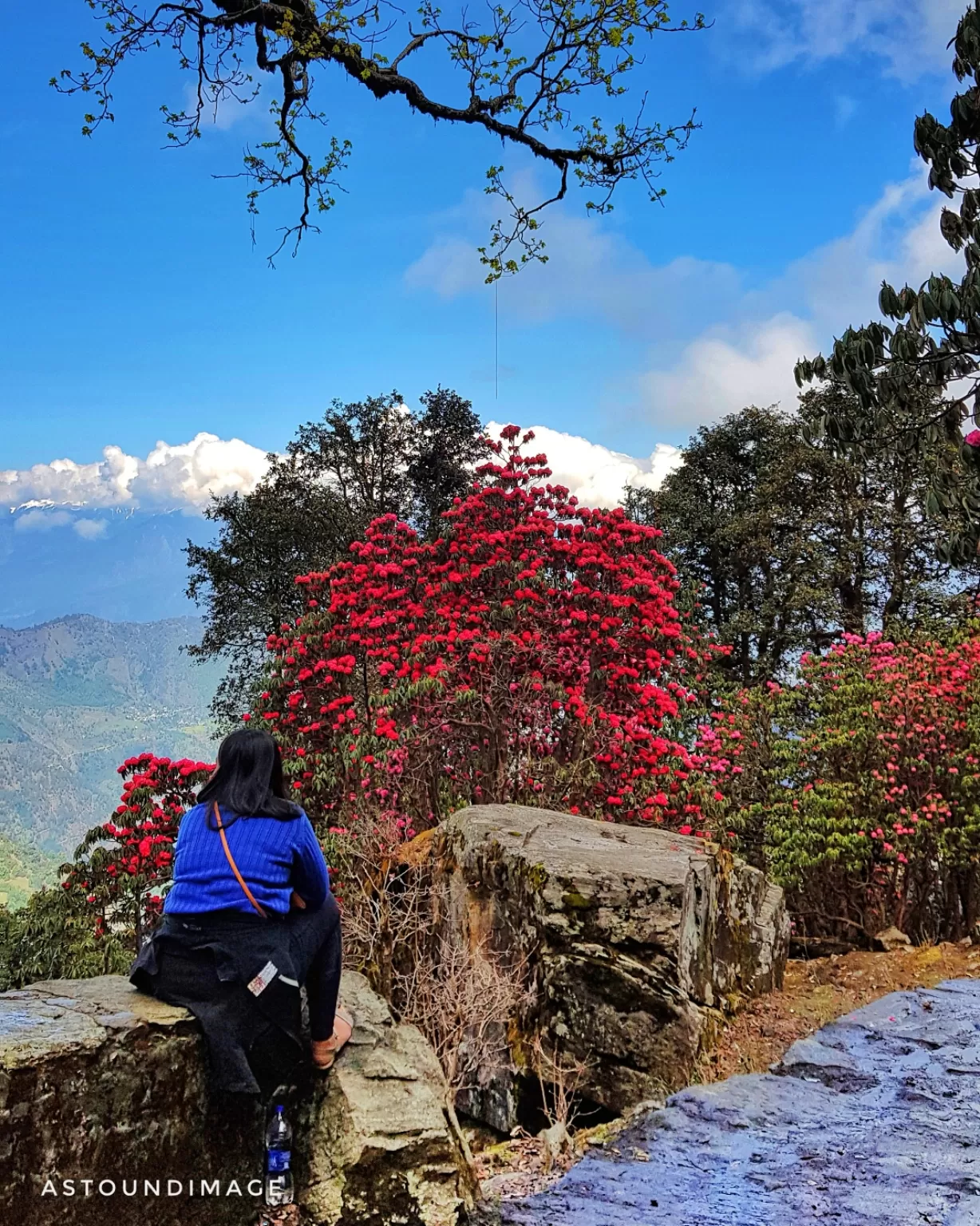 Photo of Chopta By prasenb