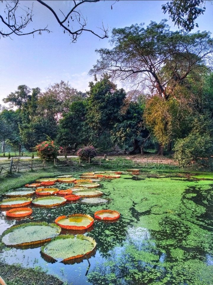 Photo of Acharya Jagadish Chandra Bose Indian Botanic Garden By Abhirup Saha