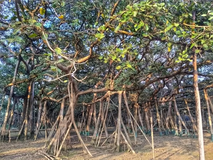 Photo of Acharya Jagadish Chandra Bose Indian Botanic Garden By Abhirup Saha