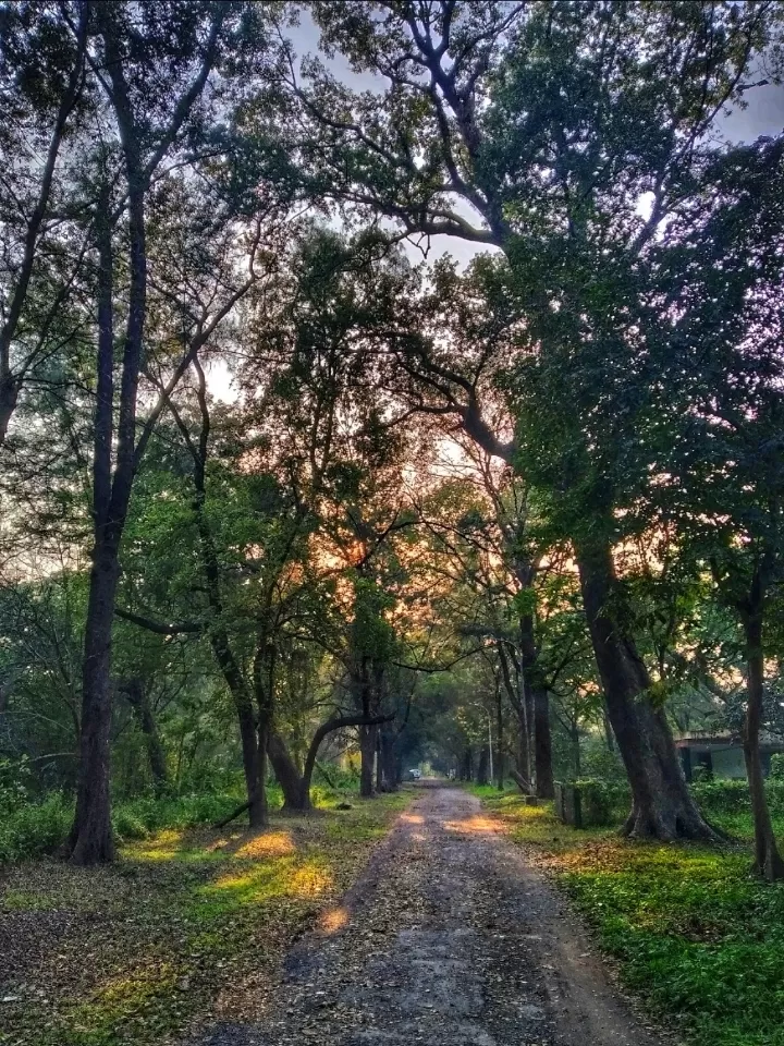 Photo of Acharya Jagadish Chandra Bose Indian Botanic Garden By Abhirup Saha