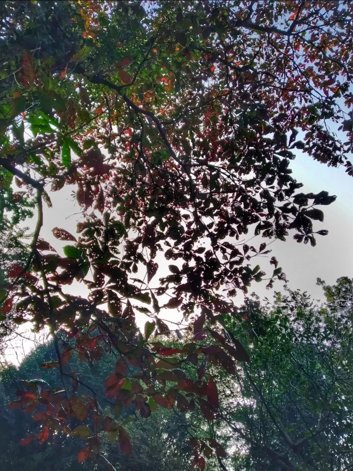 Photo of Acharya Jagadish Chandra Bose Indian Botanic Garden By Abhirup Saha