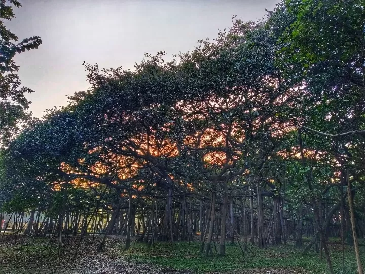 Photo of Acharya Jagadish Chandra Bose Indian Botanic Garden By Abhirup Saha