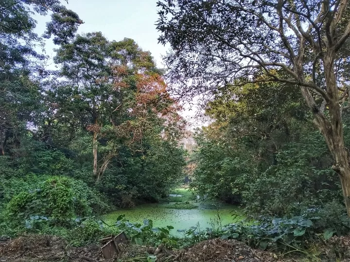 Photo of Acharya Jagadish Chandra Bose Indian Botanic Garden By Abhirup Saha