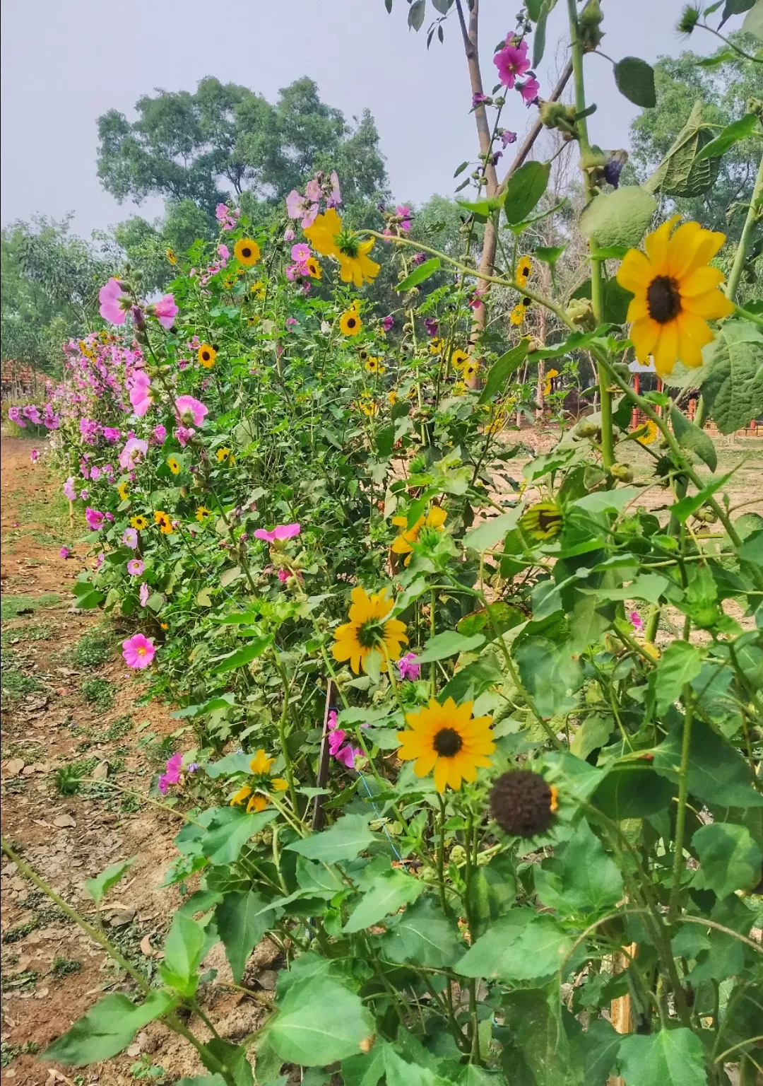 Photo of Bolpur By Abhirup Saha