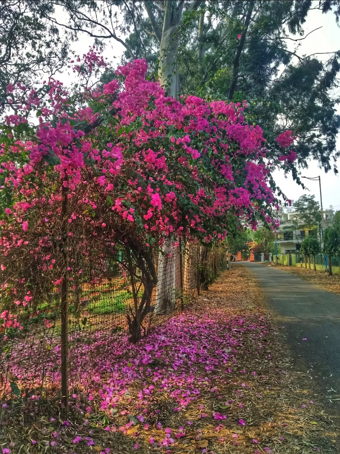 Photo of Bolpur By Abhirup Saha