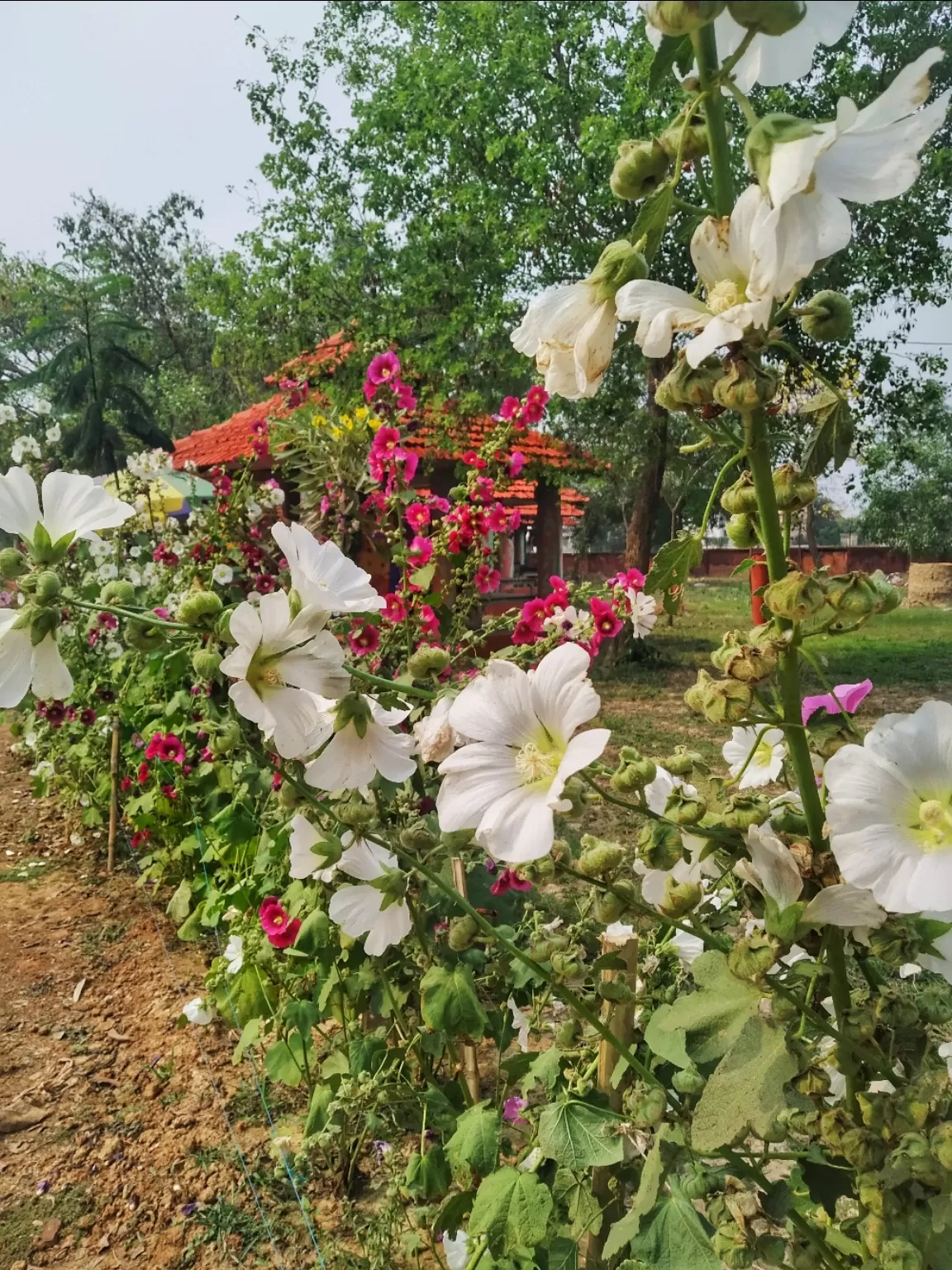 Photo of Bolpur By Abhirup Saha