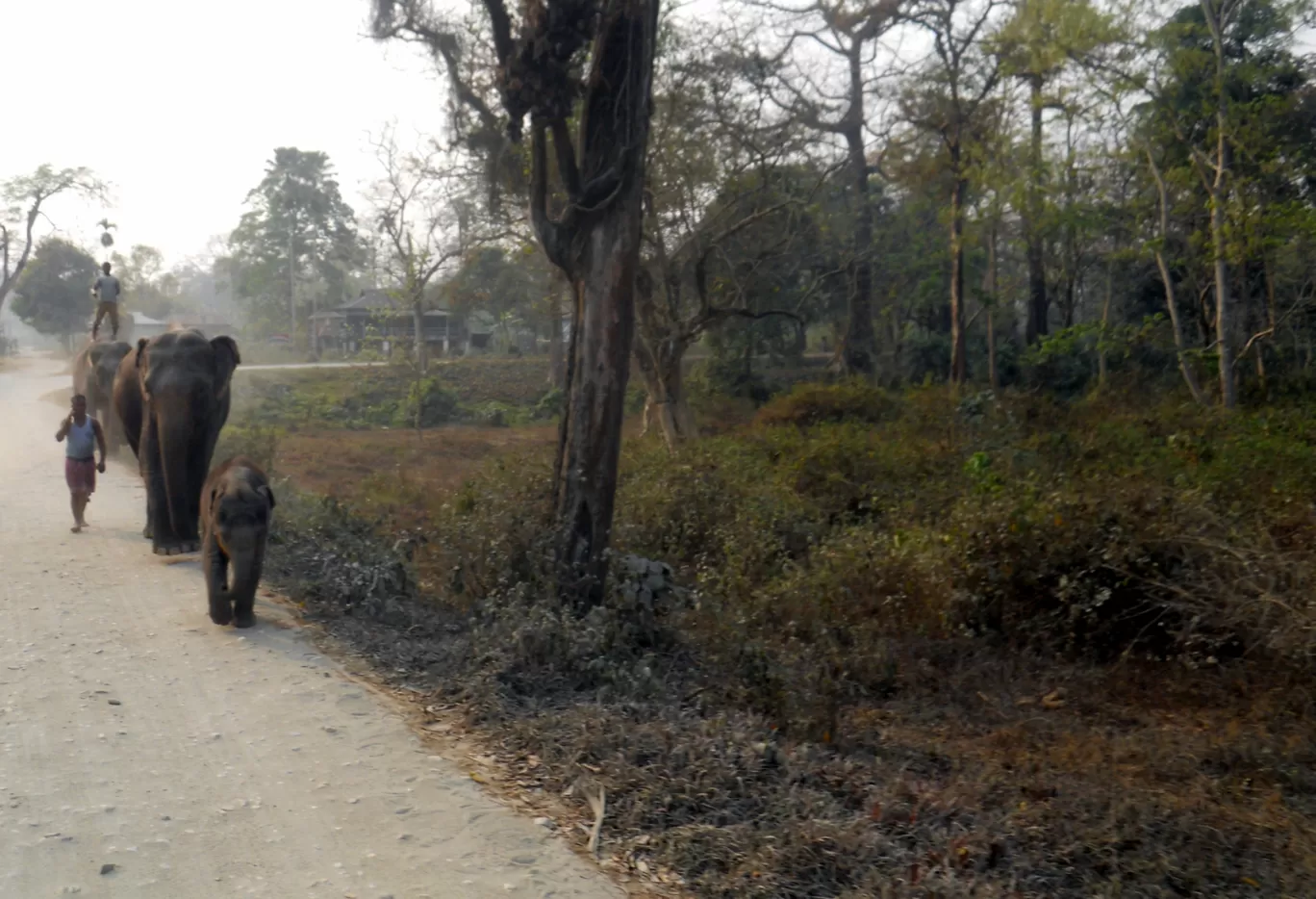 Photo of Gorumara National Park By Abhirup Saha