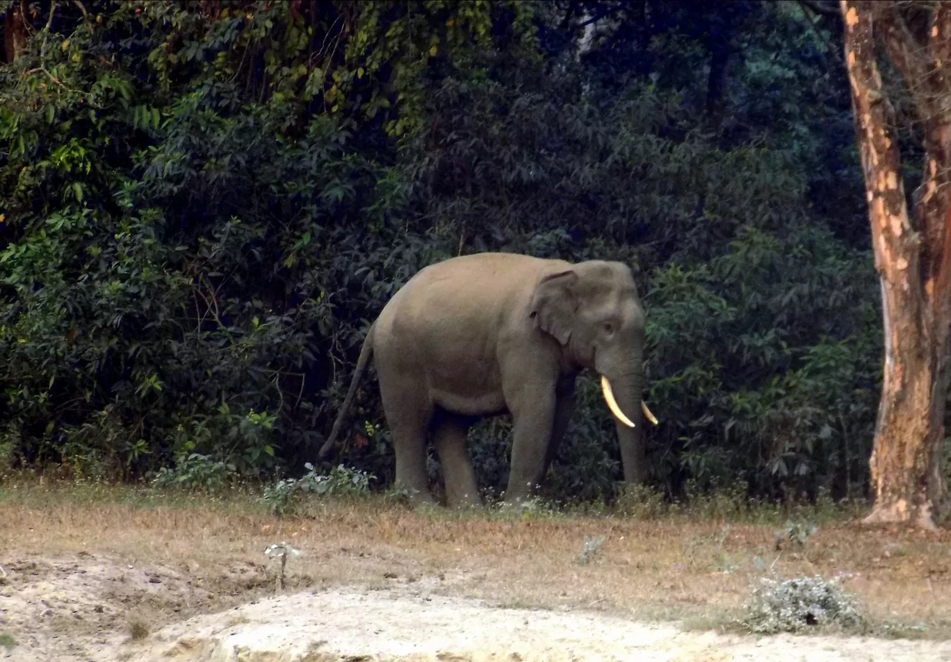 Photo of Gorumara National Park By Abhirup Saha