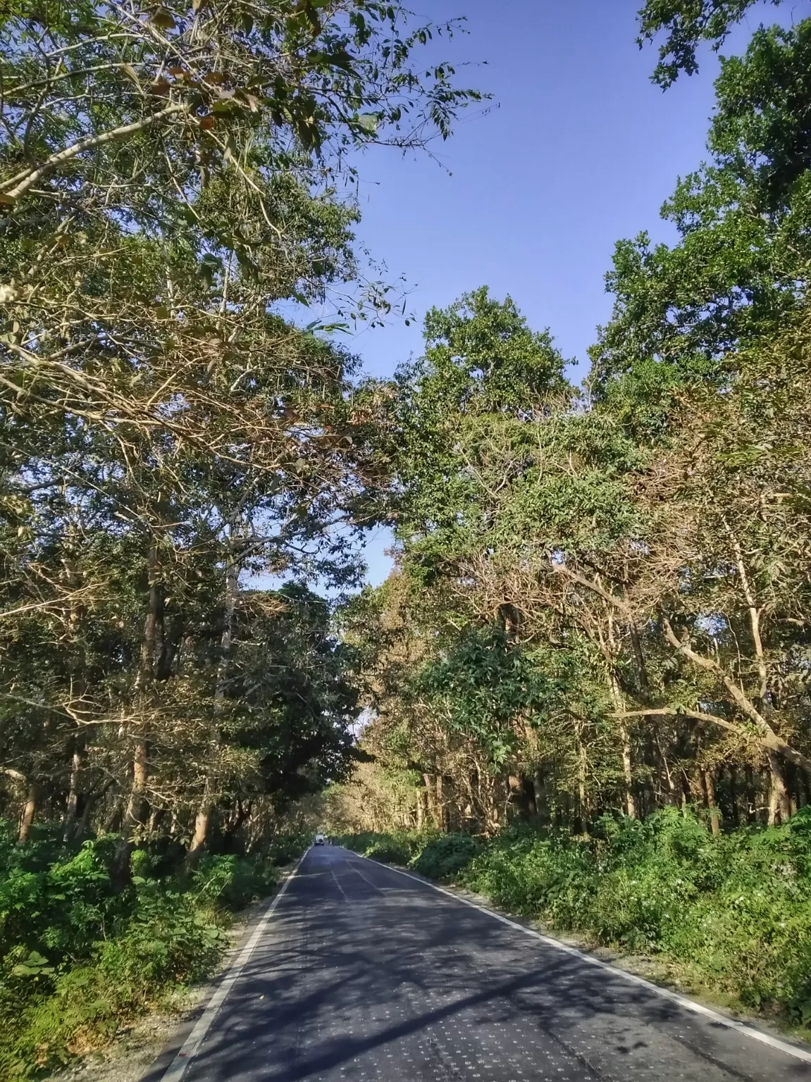 Photo of Chilapata Forest By Abhirup Saha