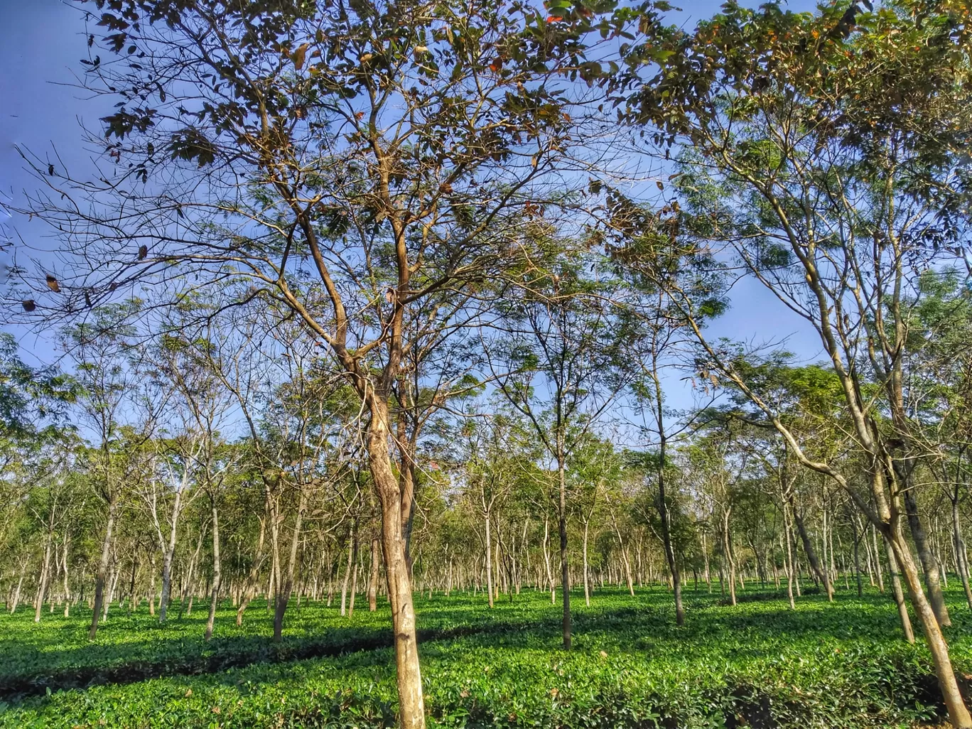 Photo of Chilapata Forest By Abhirup Saha