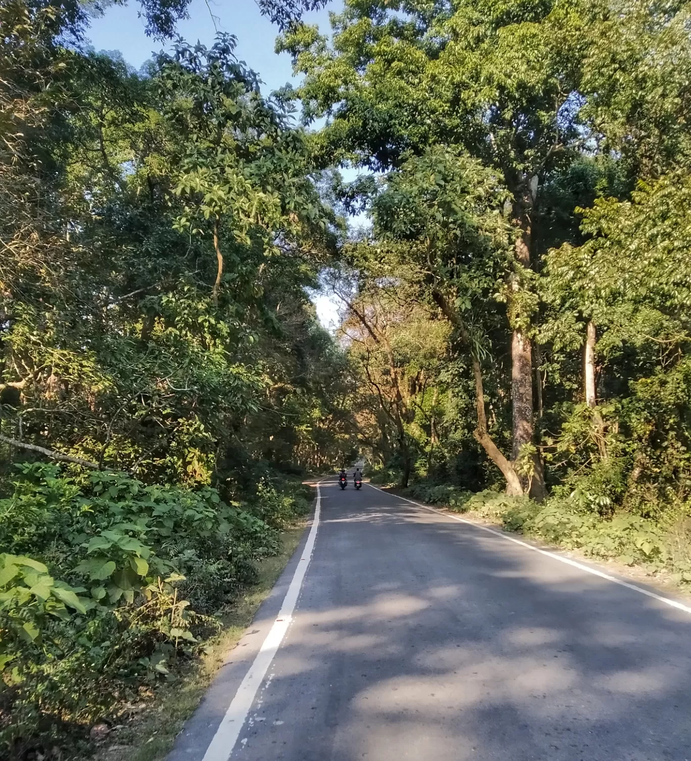 Photo of Chilapata Forest By Abhirup Saha