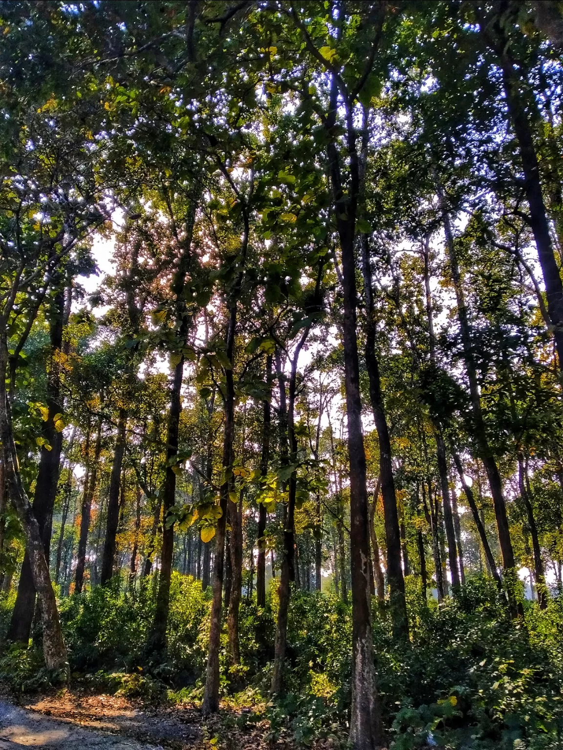 Photo of Chilapata Forest By Abhirup Saha