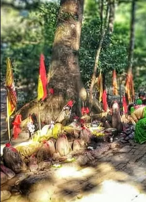 Photo of Gorumara National Park By Abhirup Saha