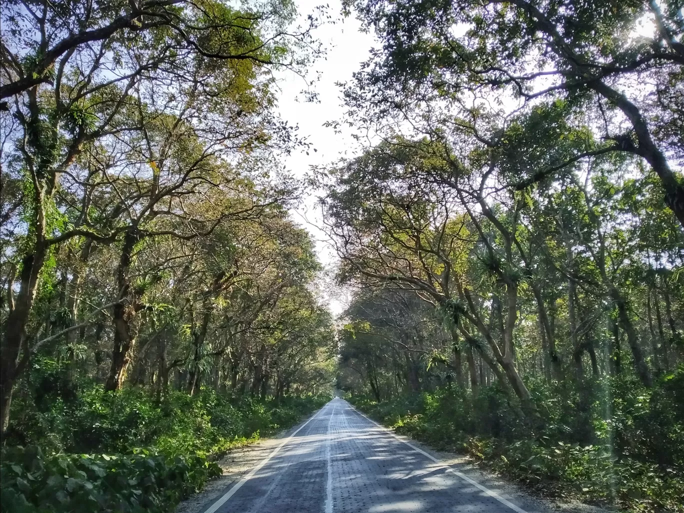 Photo of Chilapata Forest By Abhirup Saha