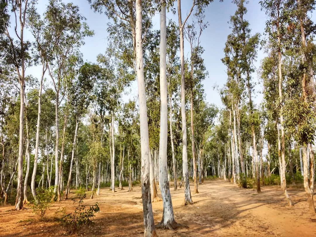 Photo of Bolpur By Abhirup Saha