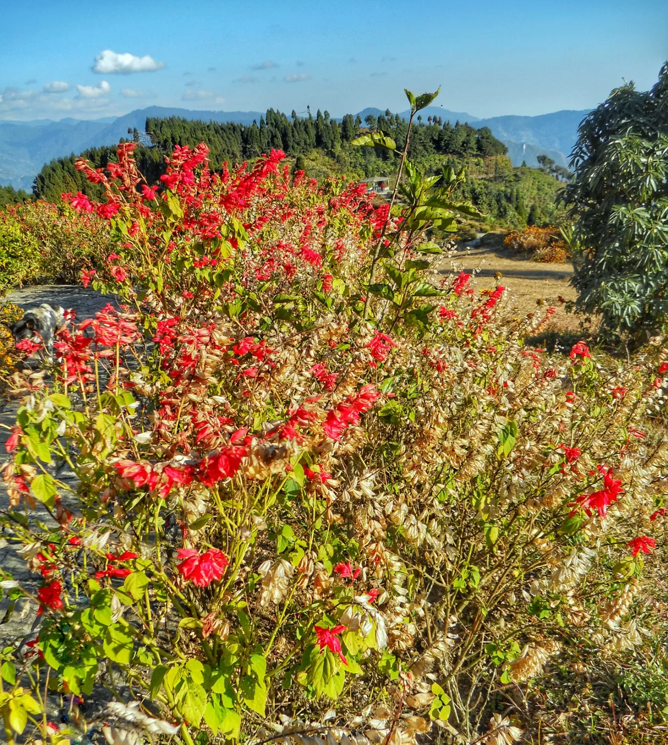 Photo of Darjeeling By Abhirup Saha