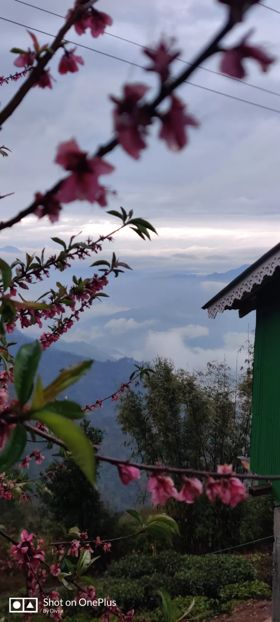 Photo of Darjeeling By Divya