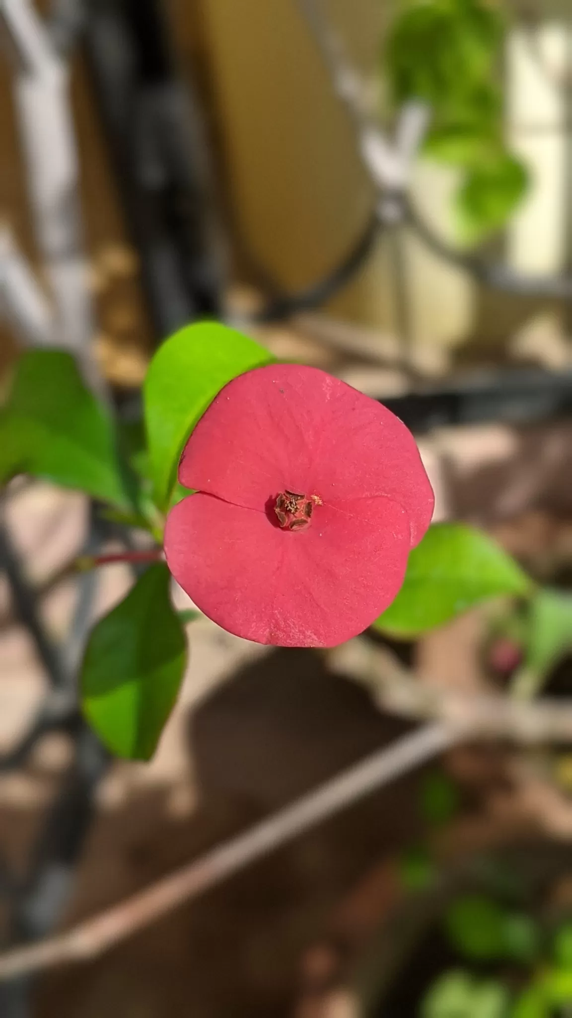 Photo of Bengaluru By Sushantika