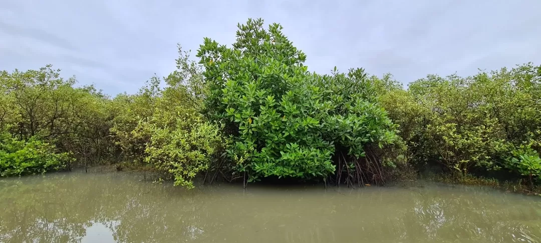 Photo of Pichavaram Mangrove Forest By Sushantika