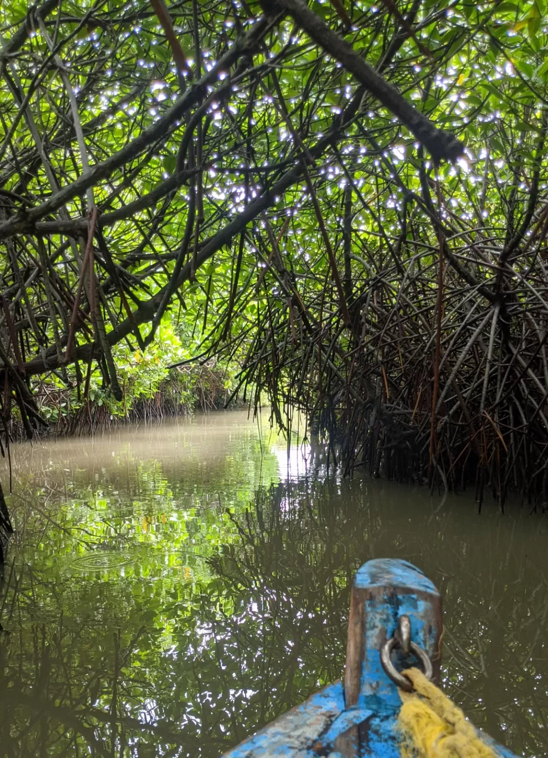 Photo of Pichavaram By Sushantika