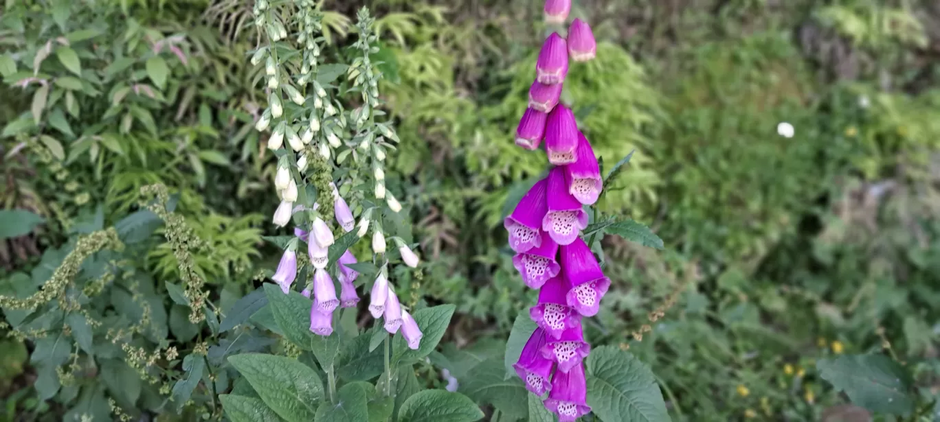 Photo of Jammu and Kashmir By Sushantika