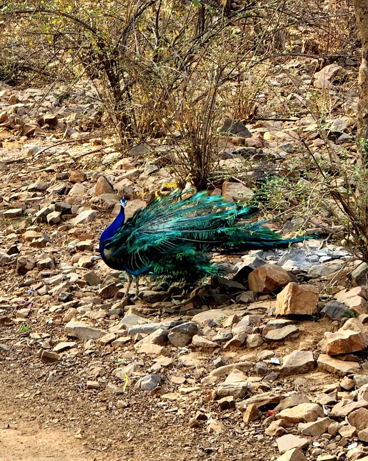 Photo of Ranthambore National Park By Anisha Jain