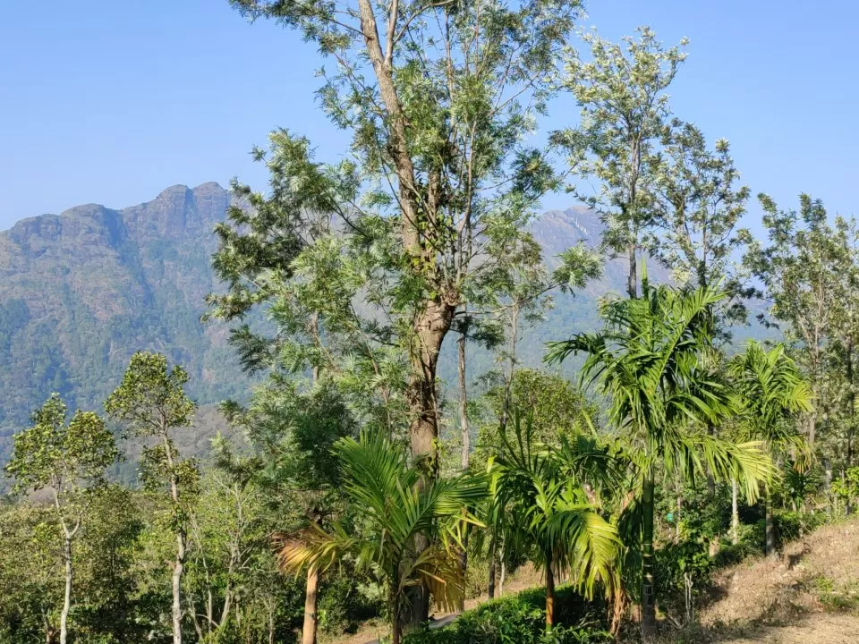 Photo of Ponmudi Hill Station By Anurag Sathyan