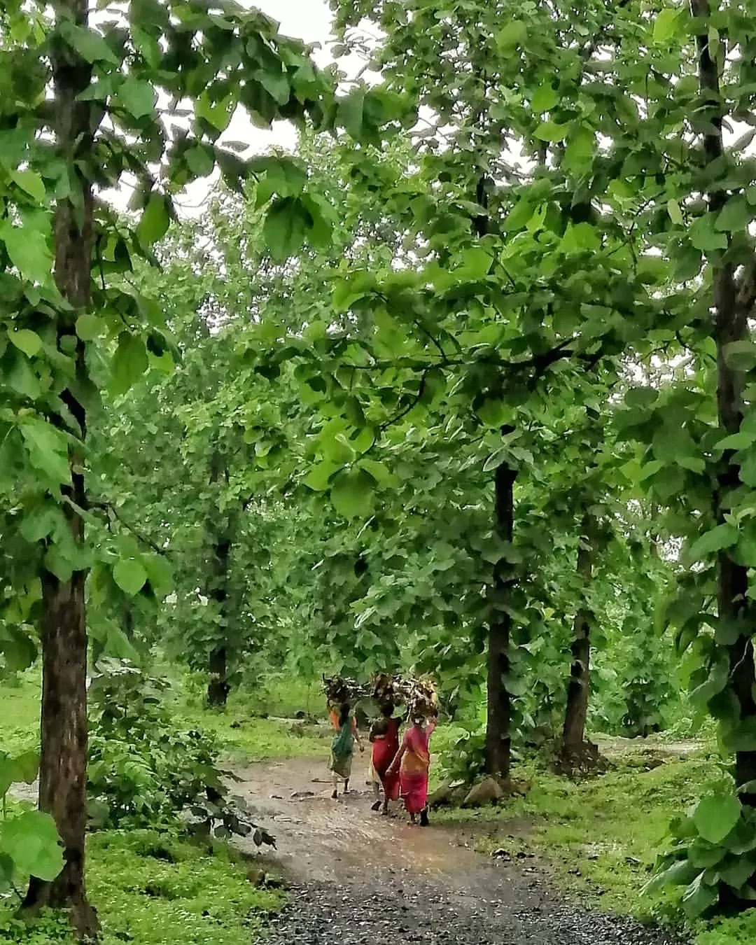 Photo of Melghat Tiger Reserve By Dr Kunal Gondhane