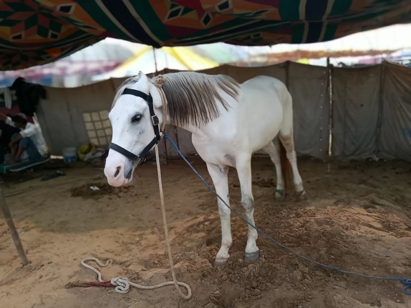 Photo of Pushkar By Avnish Jha