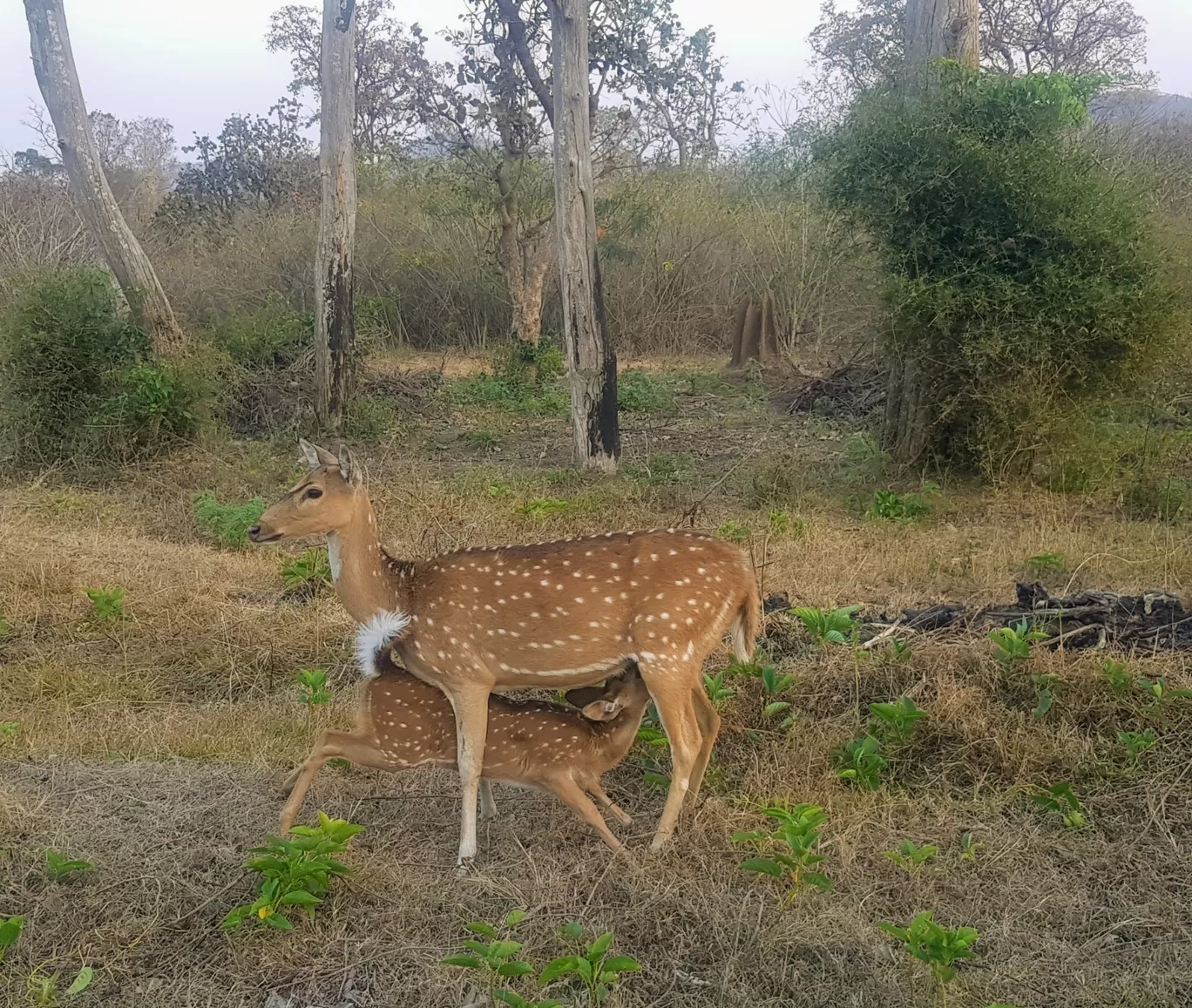 Photo of Bandipur Tiger Reserve And National Park By Deepti Sharma 