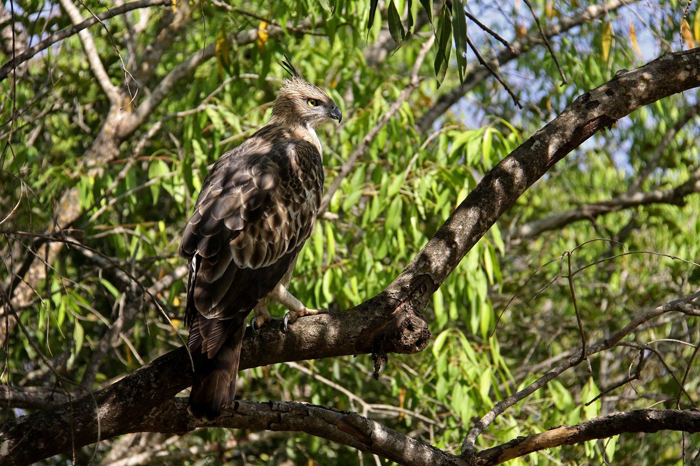 Photo of Tracking Leos By Sachin Jaiswal