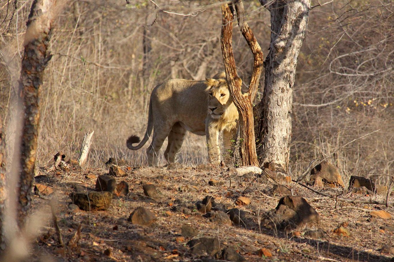 Photo of Tracking Leos By Sachin Jaiswal