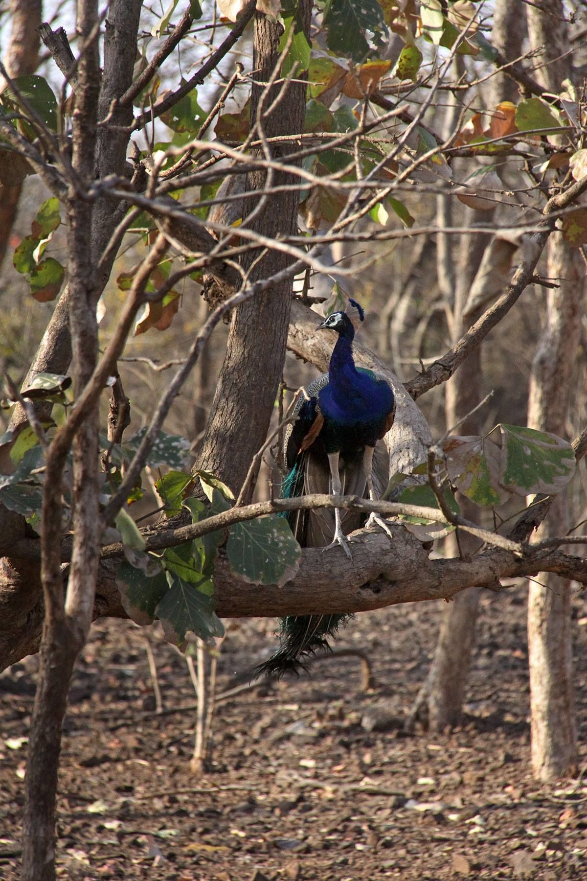 Photo of Tracking Leos By Sachin Jaiswal