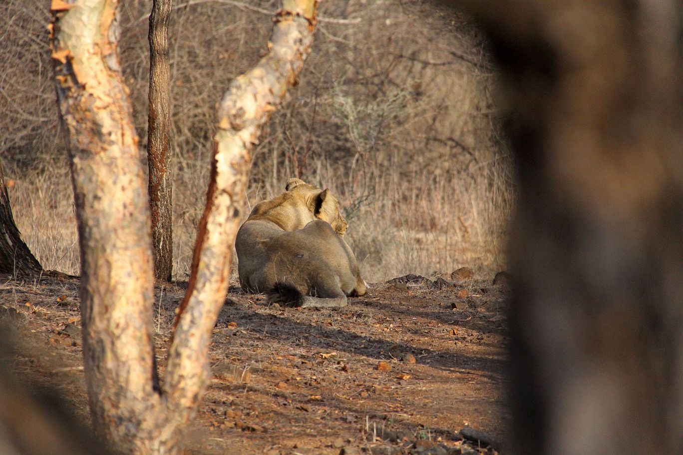 Photo of Tracking Leos By Sachin Jaiswal