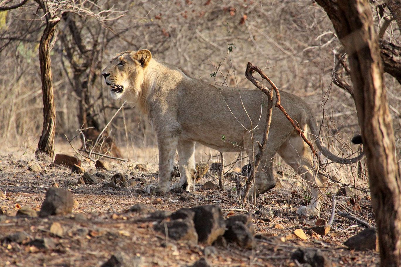 Photo of Tracking Leos By Sachin Jaiswal