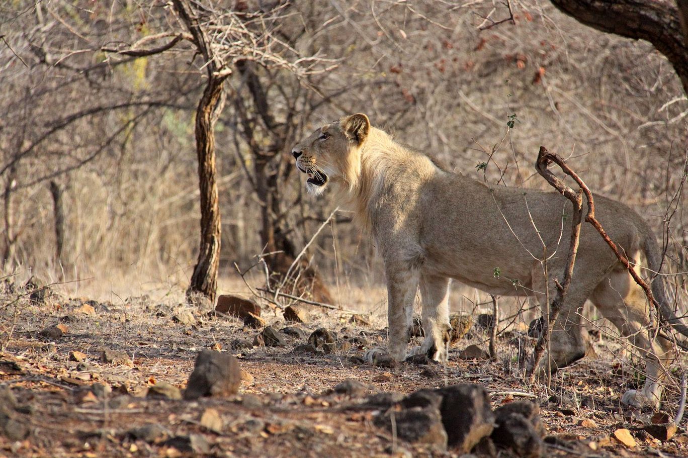 Photo of Tracking Leos By Sachin Jaiswal