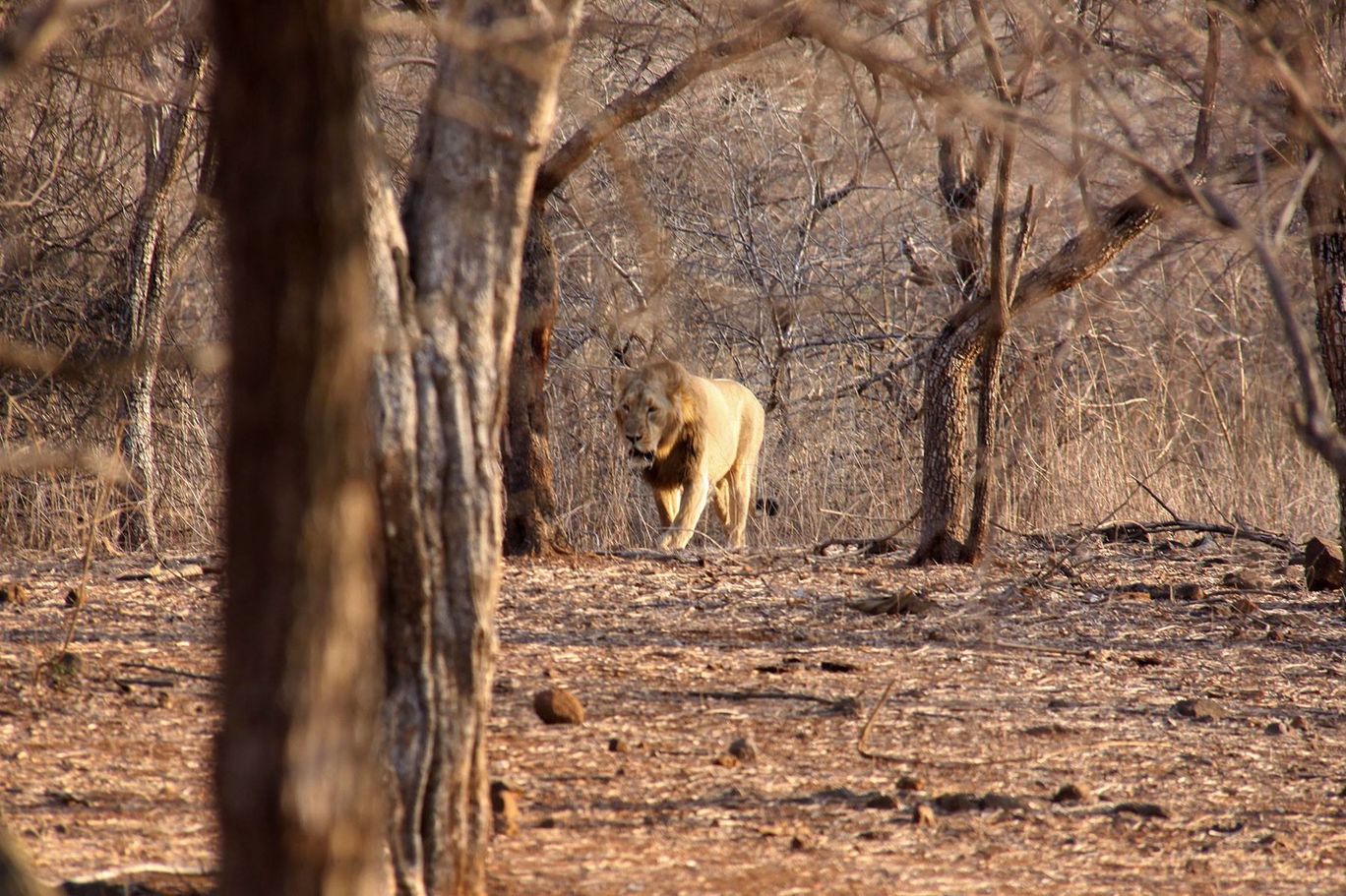 Photo of Tracking Leos By Sachin Jaiswal