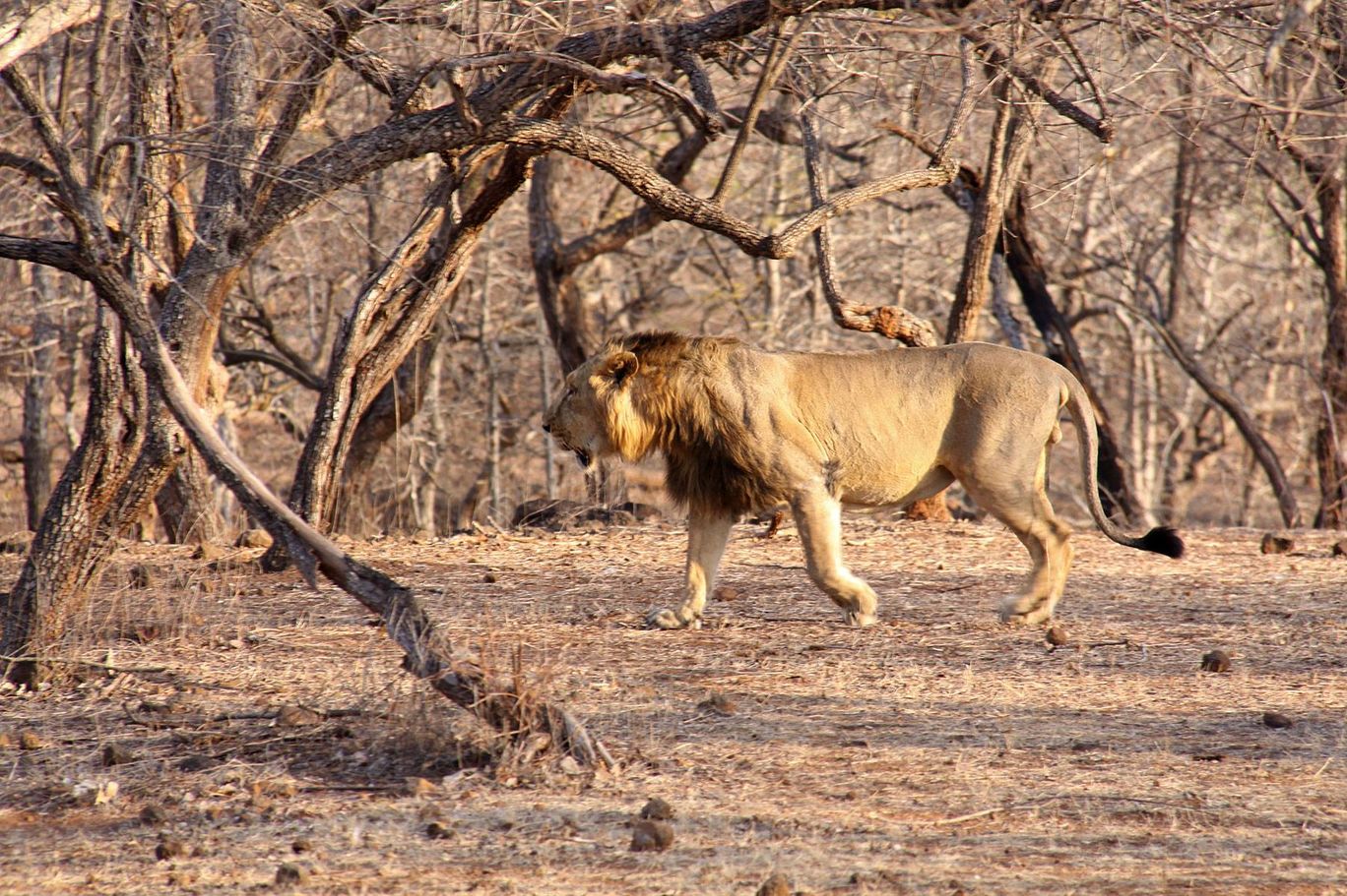 Photo of Tracking Leos By Sachin Jaiswal
