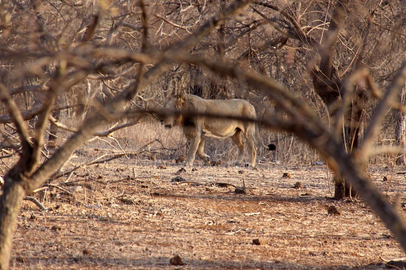 Photo of Tracking Leos By Sachin Jaiswal