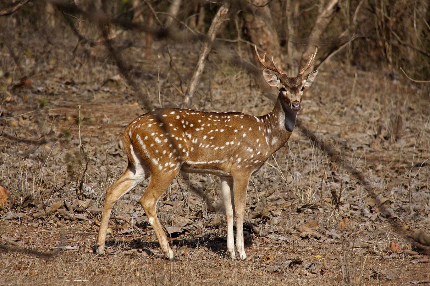 Photo of Tracking Leos By Sachin Jaiswal