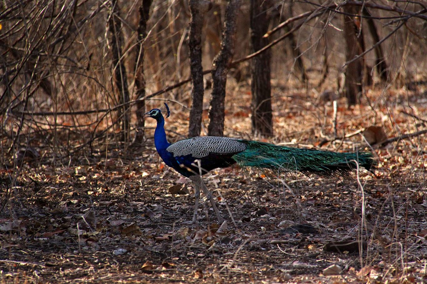 Photo of Tracking Leos By Sachin Jaiswal