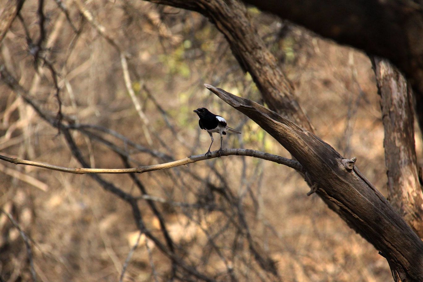 Photo of Tracking Leos By Sachin Jaiswal